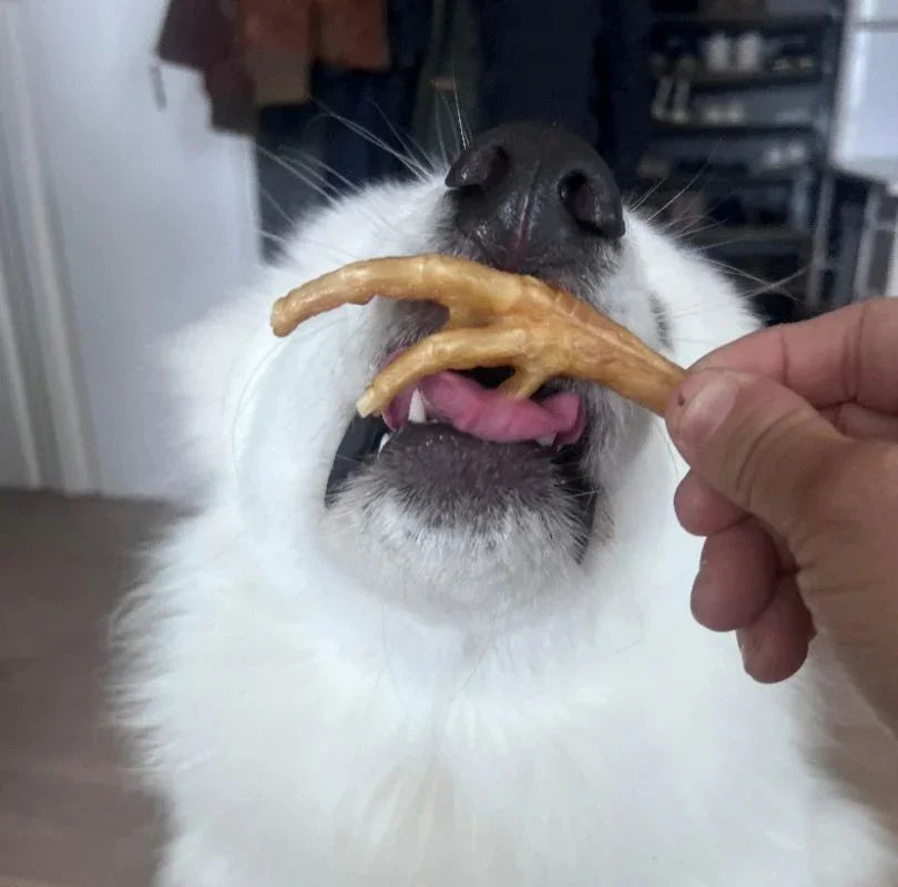 Air dried chicken feet for dogs, full of glucosamine and a great anytime dog treat.