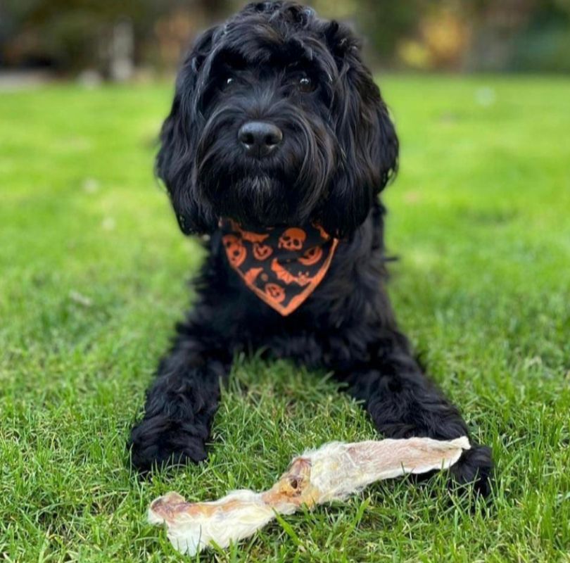 Rabbit Ears with fur, a perfect natural dog treat that's a natural de-wormer. 