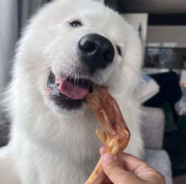 Large fluffy white dog chewing on an air-dried Duck Foot dog treat held by a person indoors.