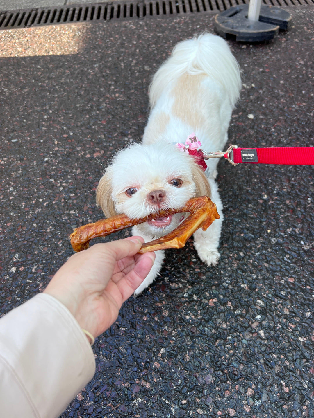 Goose Wings Dog Treats - PetBuddy