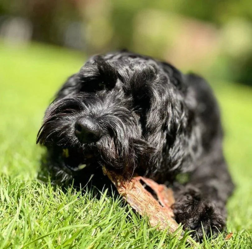 Green & Wilds Beef Jerky, a delicious hard natural chew that is made from 100% air-dried beef, available now from PetBuddy.
