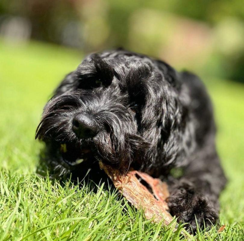 Green & Wilds Beef Jerky, a delicious hard natural chew that is made from 100% air-dried beef, available now from PetBuddy.
