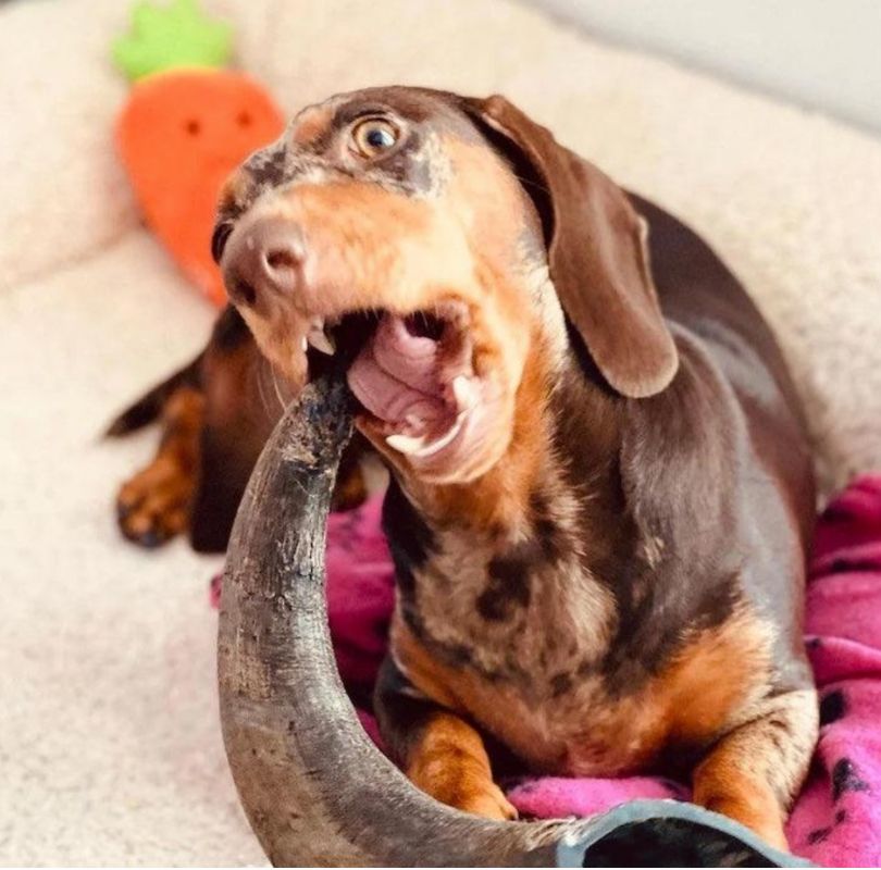 Green & Wilds Buffalo Horn Dog Chew, a very long lasting natural dog chew.