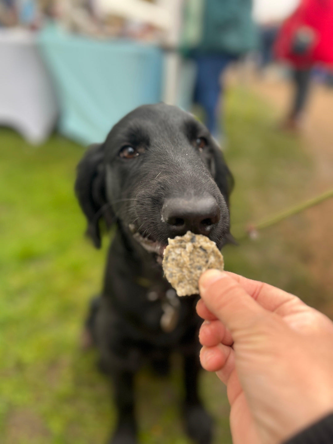 Green & Wilds Fish Crunchies with Chamomile Dog Treats - PetBuddy