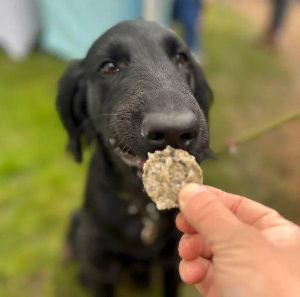 Green & Wilds Fish Crunchies with Chamomile – 100% natural calming fish skin treats for dogs, a low-fat, delicious treat, ideal for dogs of all sizes and breeds, available at PetBuddy.