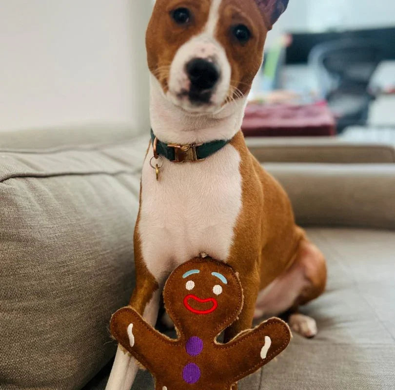 Brown and white podenco Dog holding a Green & Wilds Larry the Lobster Eco Dog Toy made from Suede and Jute. A perfect gift for your dog from PetBuddy that's great for playing fetch with. 