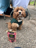 Green & Wilds Luv Hearts Dog Training Treats - PetBuddy