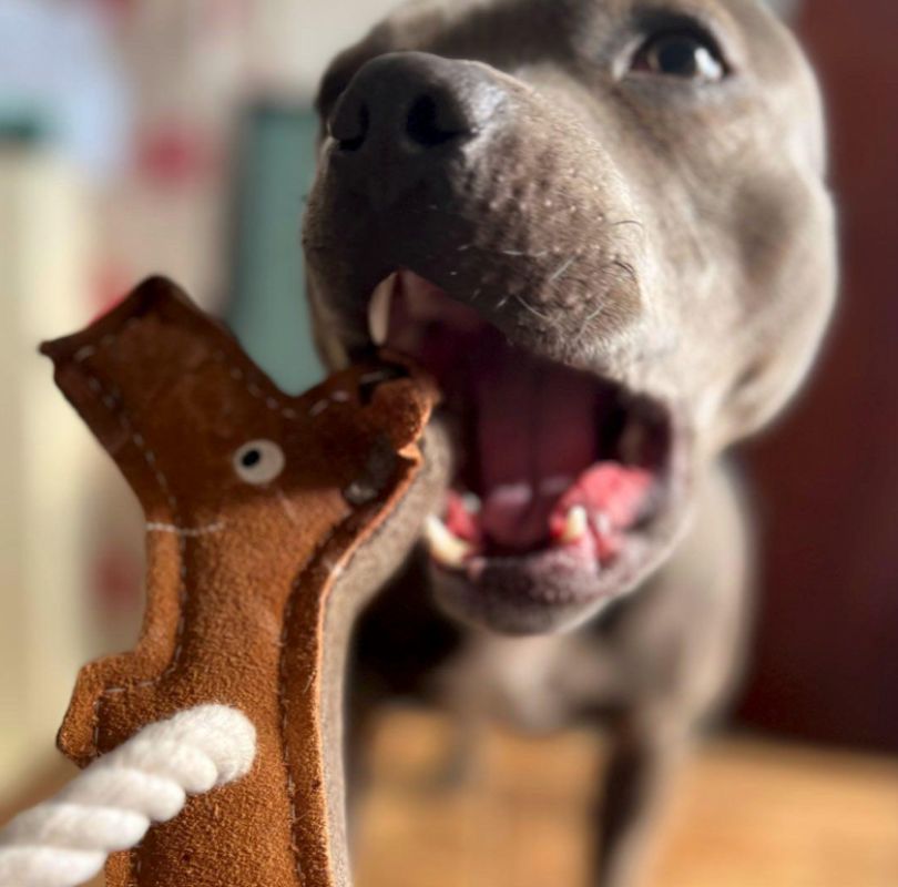 Green & Wilds Stick Man Eco Dog Toy, a large dog toy made with by-products and natural fibres, with rope arms and rope legs, he's great for throwing around and playing tug of war with.