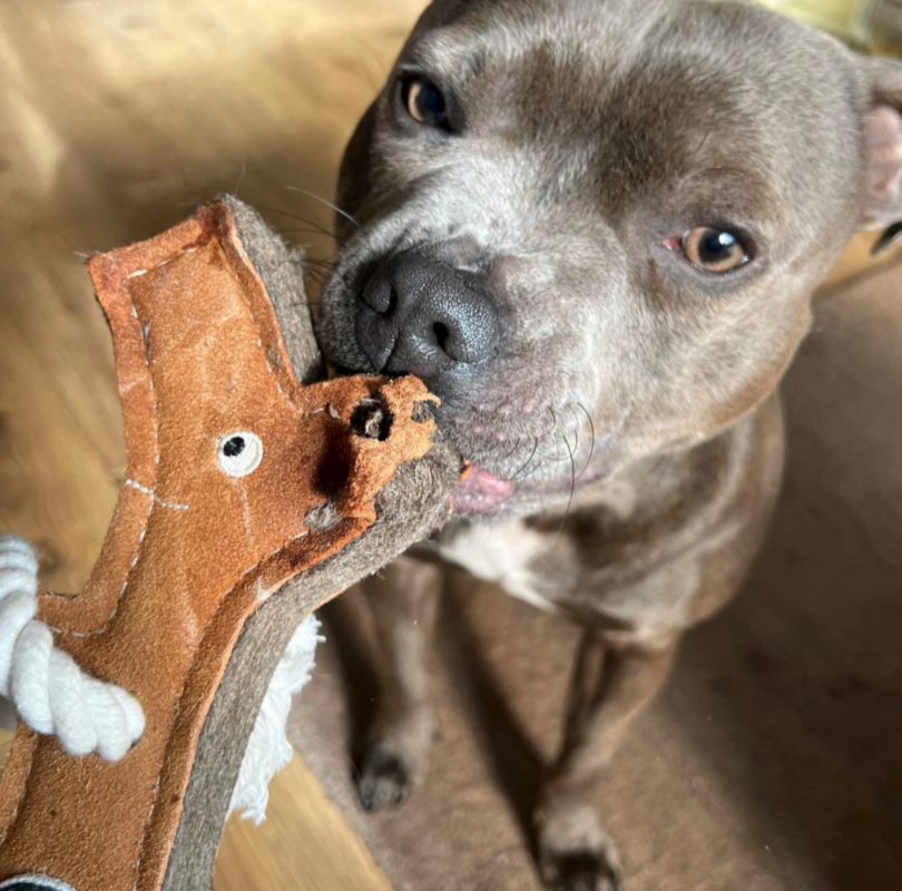 Green & Wilds Stick Man Eco Dog Toy, a large dog toy made with by-products and natural fibres, with rope arms and rope legs, he's great for throwing around and playing tug of war with.