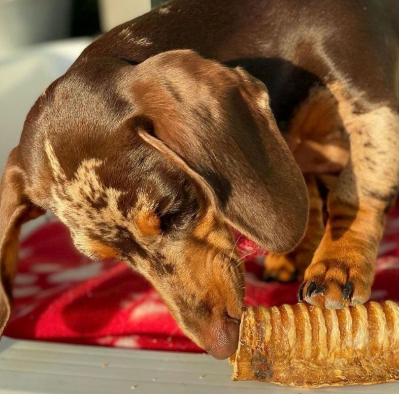 JR Pet Products beef air pipe treats for dogs, a delicious long lasting dog treat perfect all breeds and sizes. 