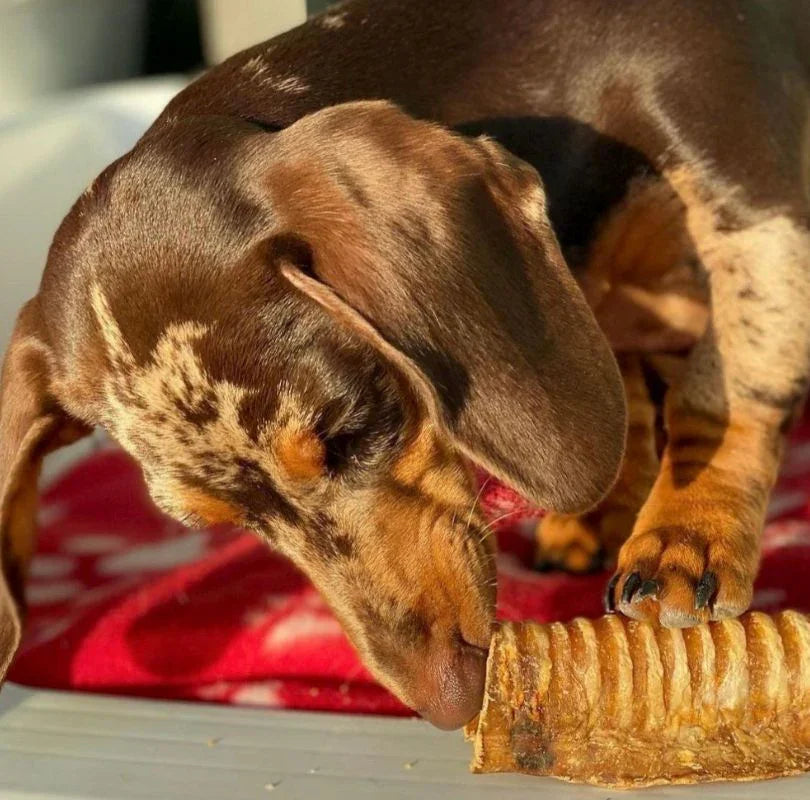 JR Pet Products beef air pipe treats for dogs, a delicious long lasting dog treat perfect all breeds and sizes. 