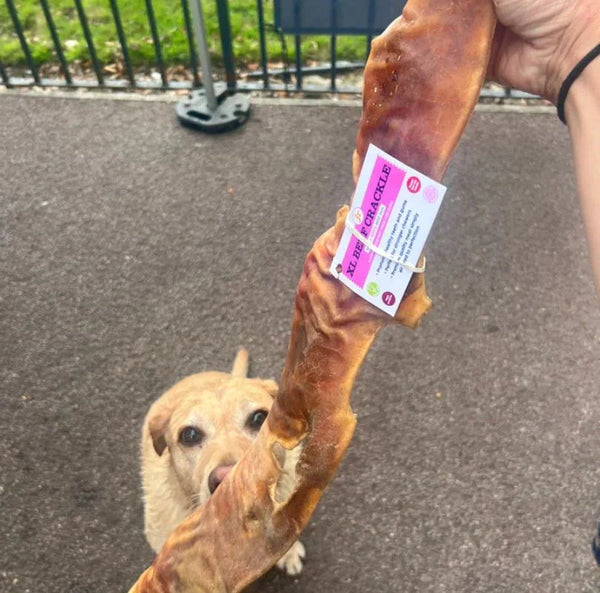 Hand holding a piece of JR Pet Products XL Beef Crackle in front of a dog's face in an outdoor setting.