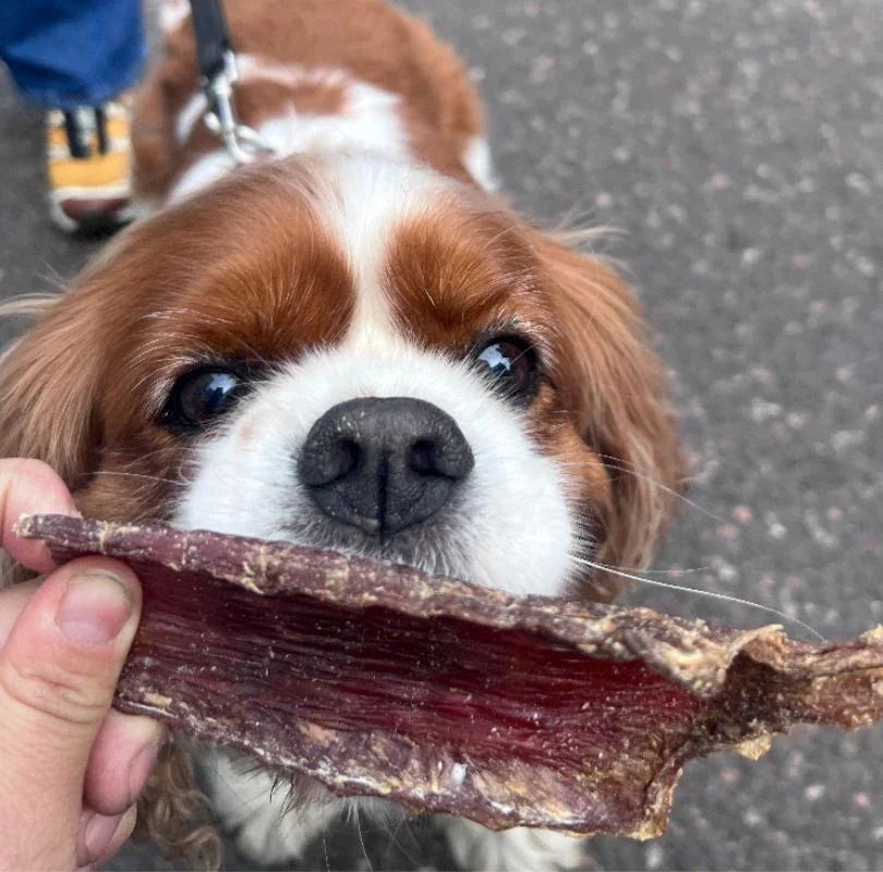 JR Pet Products Beef Flatties dog treats, natural beef gullet thats a perfect anytime natural dog treat for all breeds and sizes. 