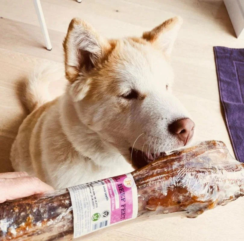 JR Pet Products beef shin, a grain and gluten free long lasting natural dog chew. 