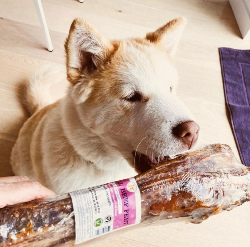 JR Pet Products beef shin, a grain and gluten free long lasting natural dog chew. 