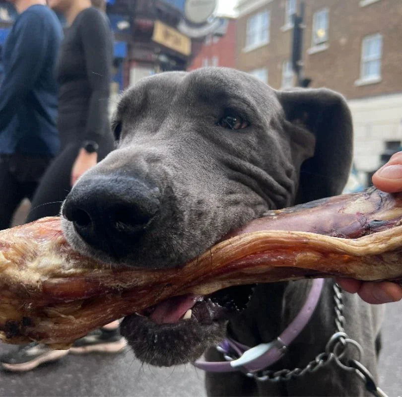 JR Pet Products beef shin, a great long lasting natural air-dried dog chew. 