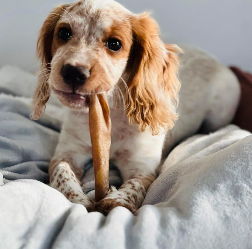 A small brown and white spaniel holding a JR Pet Products Beef Tail its paw and mouth, a low odour, long lasting natural dog chew, available from PetBuddy.