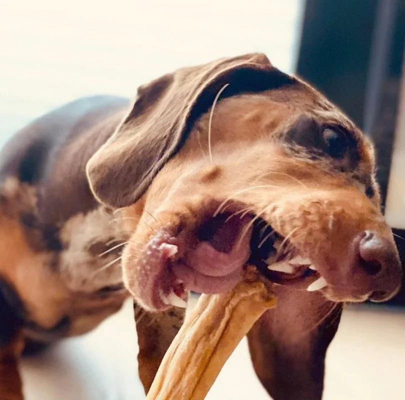 A brown sausage dog eating a JR Pet Products Beef Tail, a low odour, long lasting natural dog chew, available from PetBuddy.