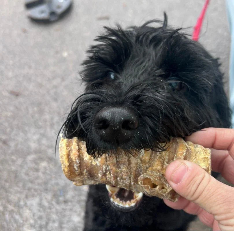 JR Pet Products beef air pipe treats for dogs, a delicious long lasting dog treat perfect all breeds and sizes. 