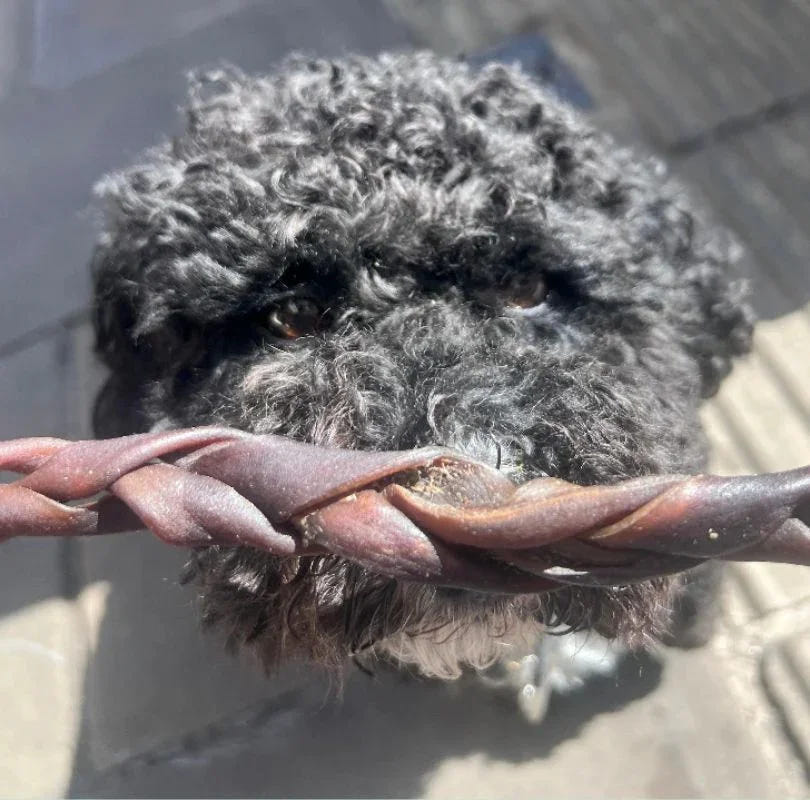 Black dog holding a brown braided camel skin in its mouth. 
