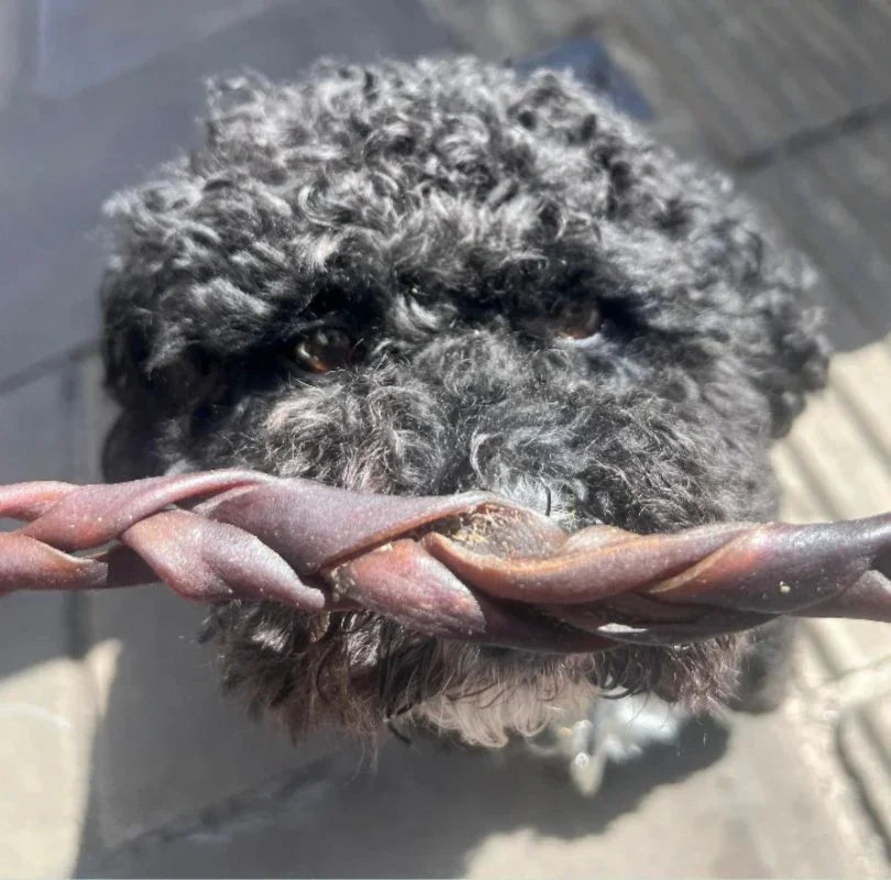 Black dog holding a brown braided camel skin in its mouth. 