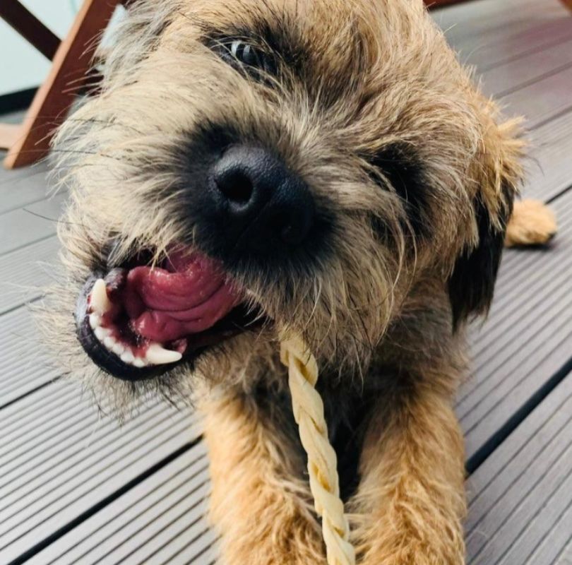 JR Pet Products Braided Lamb Skin dog treats, the perfect odourless dog chew. 