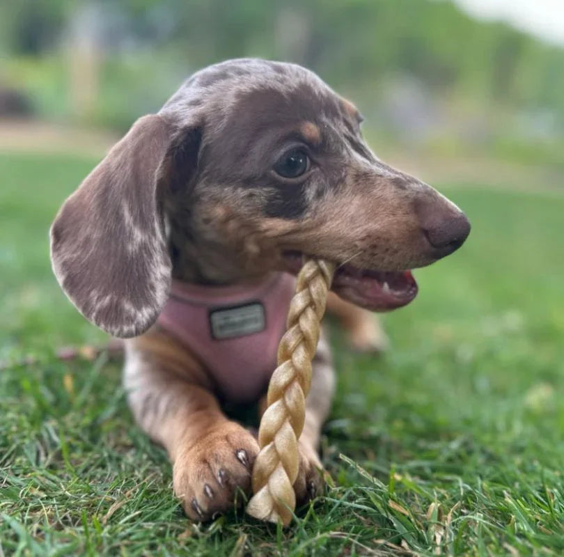 JR Pet Products Braided Lamb Skin dog treats, the perfect odourless dog chew. 