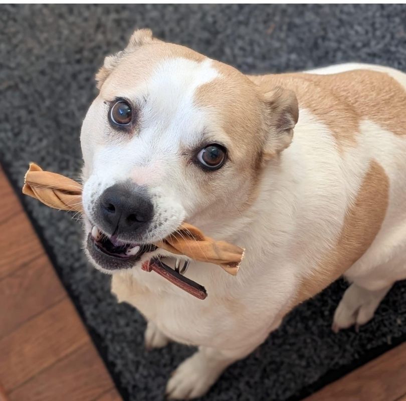 JR Pet Products Braided Lamb Skin dog treats, the perfect odourless dog chew. 