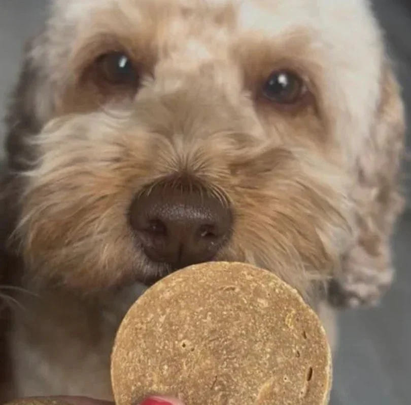 Dog holding a JR Pet Products Pure Chicken Coin from PetBuddy to its mouth. 