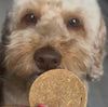 Dog holding a JR Pet Products Pure Chicken Coin from PetBuddy to its mouth. 
