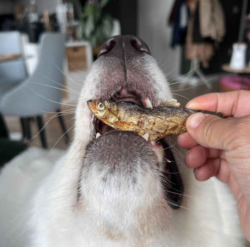 JR Pet Products air-dried Sprats, full of omega 3&6.