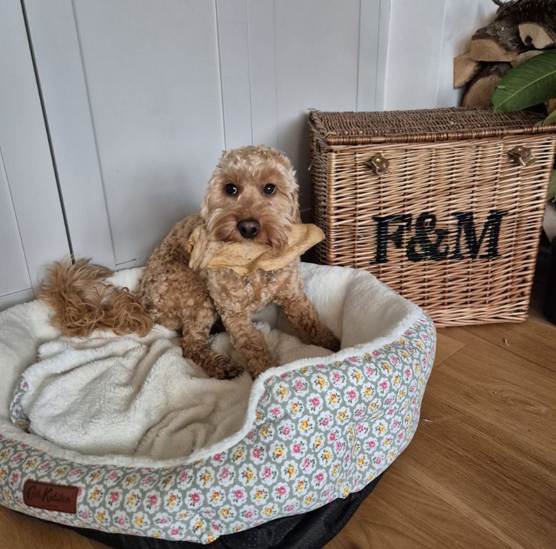 JR Pet Products Goat Ears, an odourless natural dog treat suitable for dogs of all breeds and sizes.