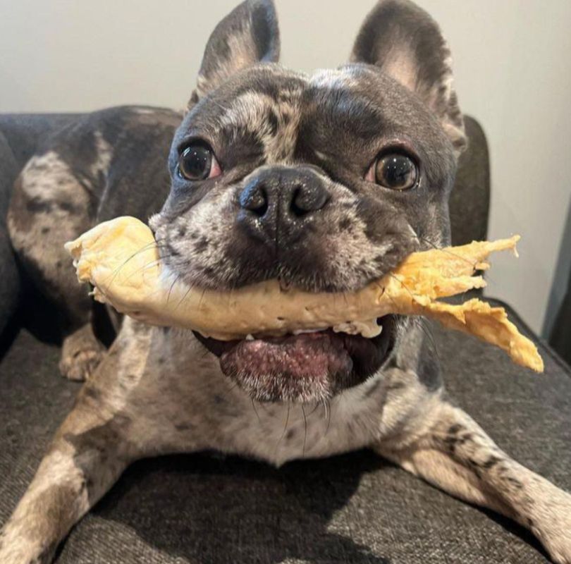 A grey and white dapple frenchie dog holding a Lamb Trotter in his mouth, a long lasting natural dog treat for every dog.