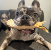 A grey and white dapple frenchie dog holding a Lamb Trotter in his mouth, a long lasting natural dog treat for every dog.