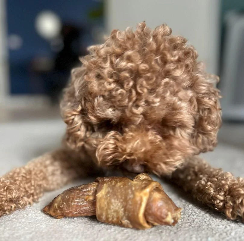 Brown curly-haired dog sniffing a JR Pet Products Ostrich Croissant natural dog chew on the carpet.