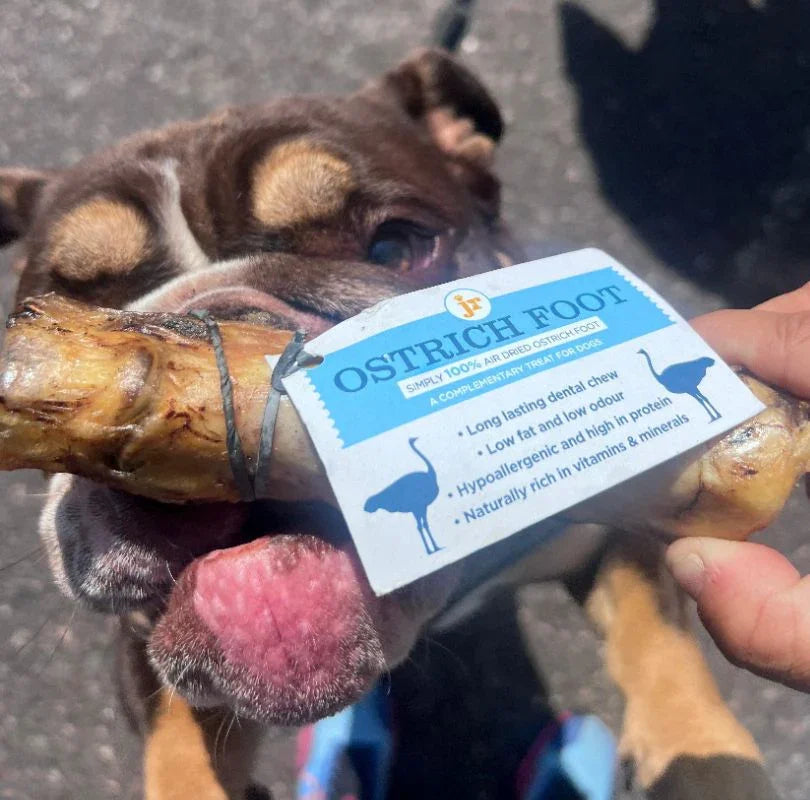 JR Pet Products Ostrich Foot dog chew. Air dried, grain and gluten free and additive and preservative free. perfect as a long lasting natural dog treat.