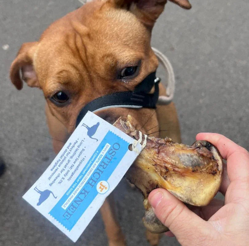 Brown dog sniffing Jr Pet Products Ostrich Knee Knuckle which is being held by persons hand. The bone has a blue label on it which reads "Ostrich Knee".