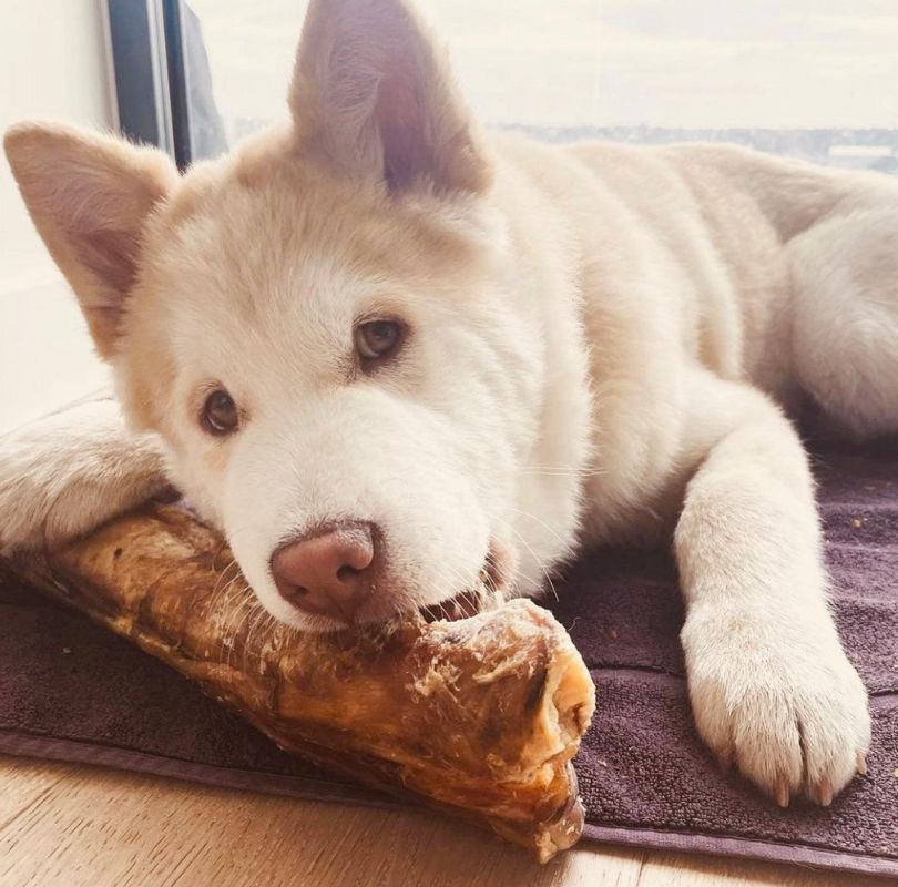 JR Pet Products beef shin dog chew, a great long lasting natural dog chew perfect for medium and large dogs. 