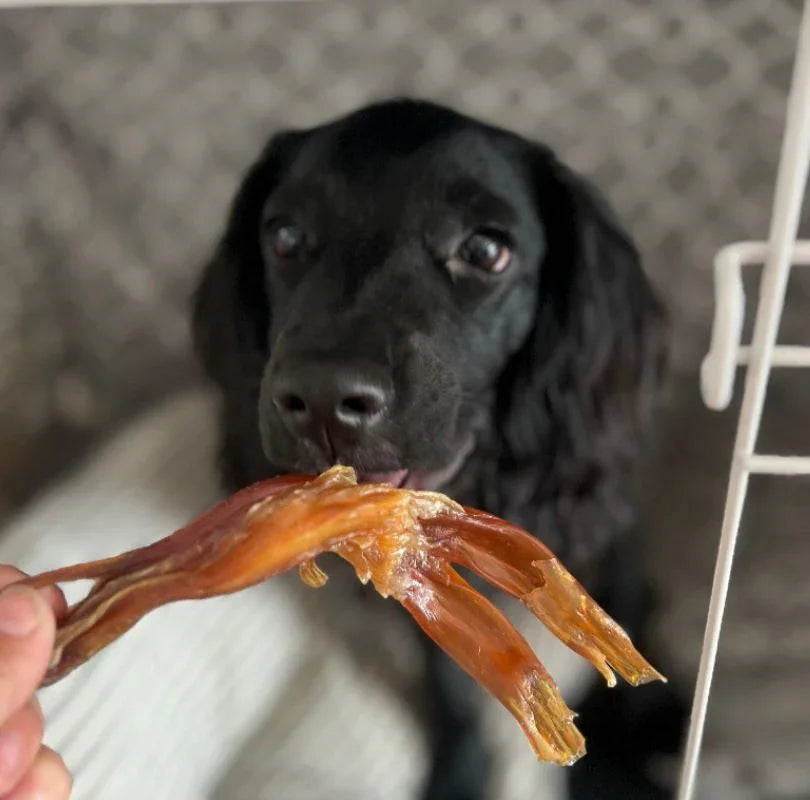 JR Pet Products Beef Tendons long lasting dog chews. 