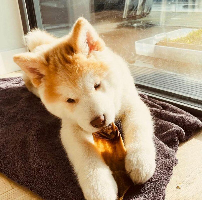 JR Pet Products Goat Ears, an odourless natural dog treat suitable for dogs of all breeds and sizes.