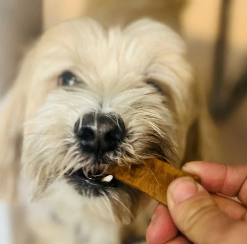 JR Pet Products Ostrich Jerky Dog Treats, a hypoallergenic soft jerky dog treat which is 100% ostrich meat. 