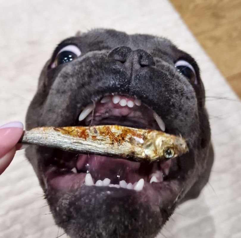 JR Pet Products air-dried Sprats, full of omega 3&6.