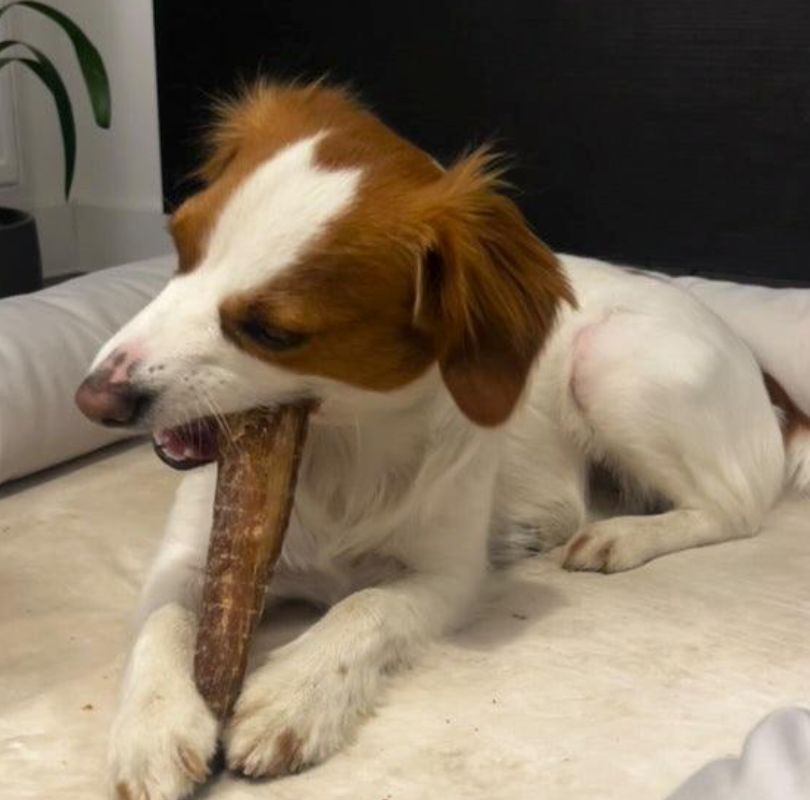 JR Pet Products Beef Flatties dog treats, natural beef gullet thats a perfect anytime natural dog treat for all breeds and sizes. 