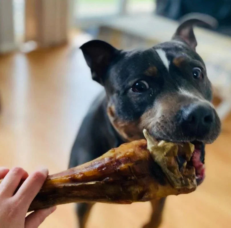 JR Pet Products beef shin, a long lasting and 100% natural air dried dog chew. 