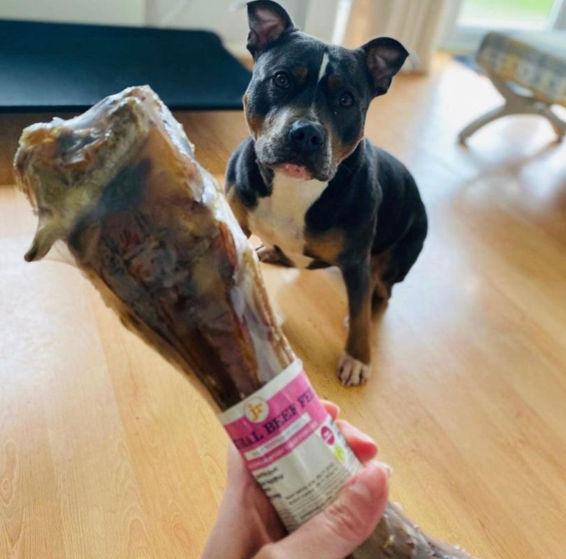 JR Pet Products beef shin, a grain and gluten free long lasting natural dog chew. 