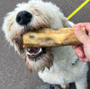 A large white fluffy dog eating a JR Pet Products Beef Tail, a low odour, long lasting natural dog chew, available from PetBuddy.