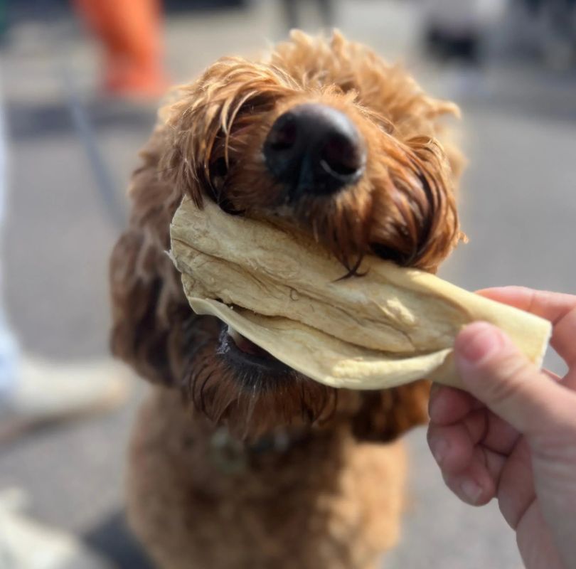 A fluffy brown dog eating a JR Pet Products Beef Tail, a low odour, long lasting natural dog chew, available from PetBuddy.