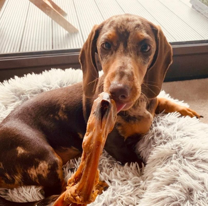 JR Pet Products Beef Tendons long lasting dog chews. 