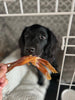 JR Pet Products Beef Tendons Dog Treats - PetBuddy