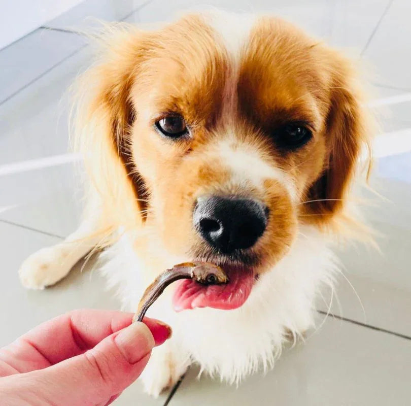 JR Pet Products air-dried Sprats, full of omega 3&6.